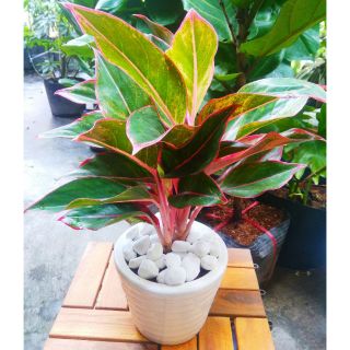 Cây Phú Quý Chậu Sứ