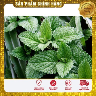 Hạt giống bạc hà thơm Âu