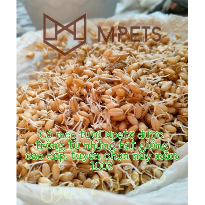 Cỏ Mèo Tươi Trồng Sẵn  - Mpets