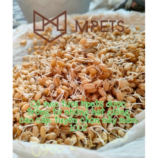 Hạt Giống Cỏ Lúa Mì (Mầm Lúa Mạch) • Cỏ Mèo Cao Cấp 80gr | mPETS