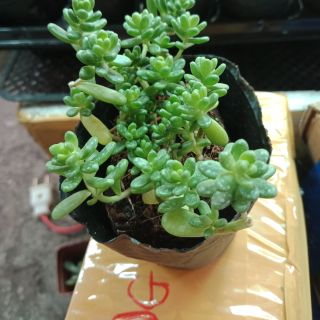 Sen đá Sendum kẹo
