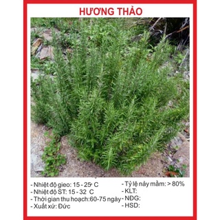 Hạt Giống Cây Hương Thảo 20 Hạt hạt giống bốn mùa