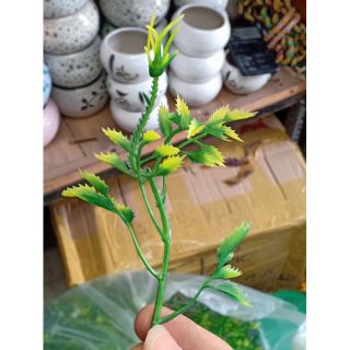 Cỏ điểm lá gai mềm