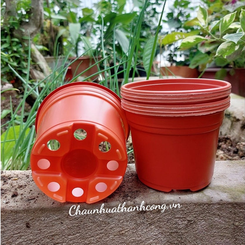 Combo 10 Chậu nhựa mỏng 10,5x8cm trồng sen đá, xương rồng giá rẻ