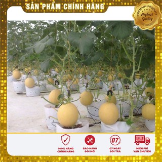 Hạt Giống Dưa Lưới Vàng(10 hạt)