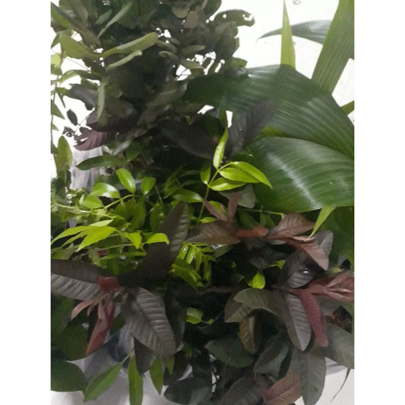 Cây ổi tím