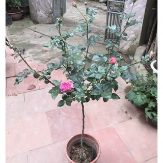 Cây hồng Lafont dáng tree