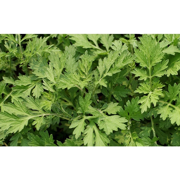 Cây ngãi cứu 500 gam phơi khô nhà làm sạch sẽ