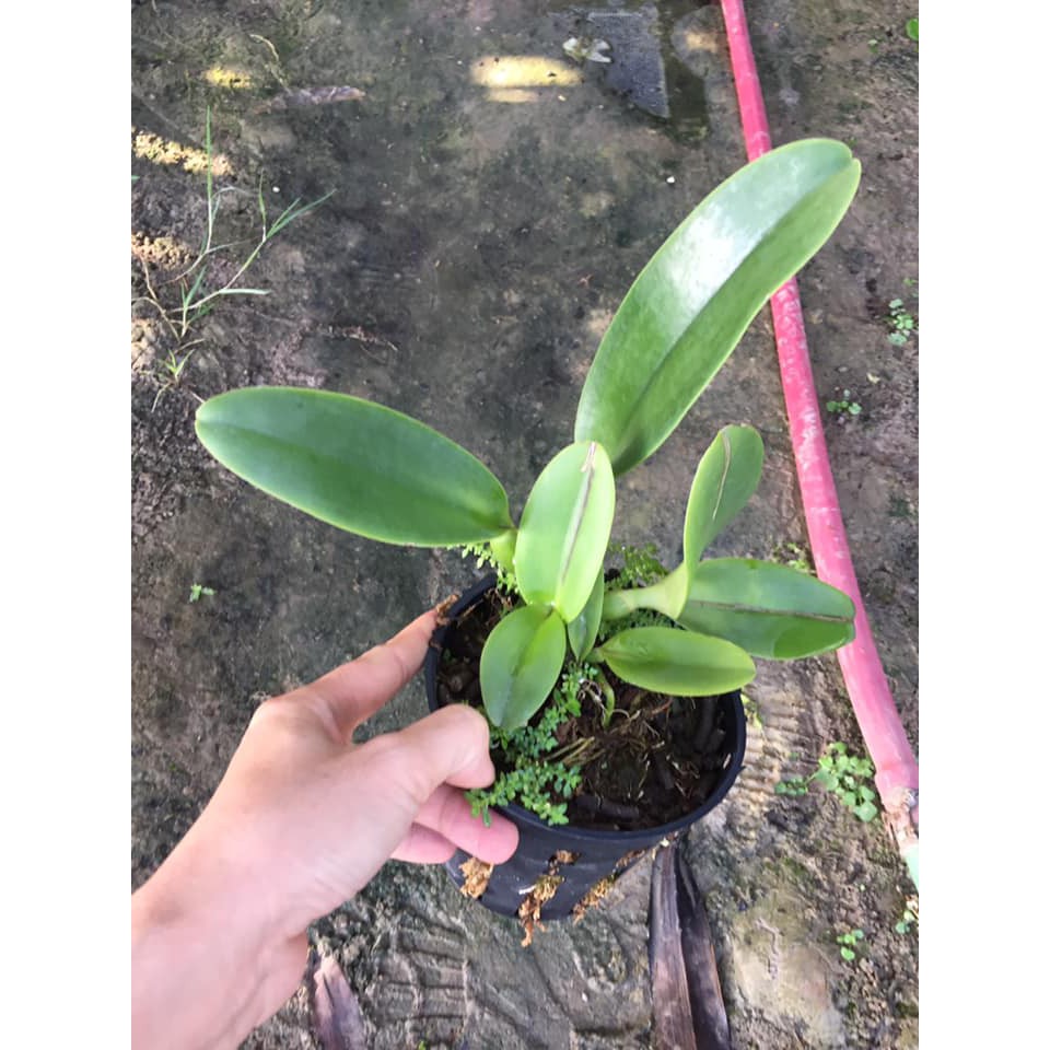 Lan cattleya hoa đại size nhỏ