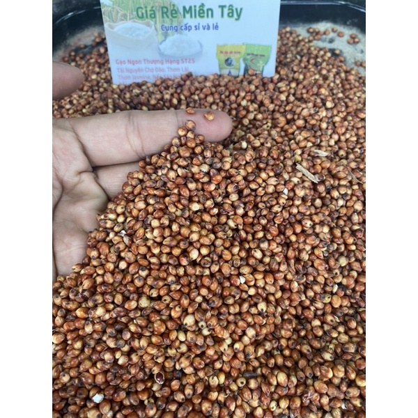 1kg Hạt BoBo Đỏ Dành cho chim , vẹt, gà , Hamster …