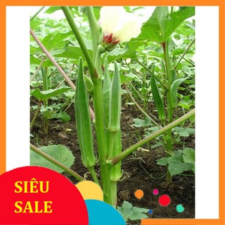 20g Hạt giống Đậu Bắp Cao Sản (tặng gói Kích nẩy mầm và Hướng dẫn)