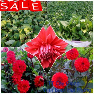 giống hoa thược dược màu đỏ 10 cây cánh kép ✅ Vườn hoa giống VBHP