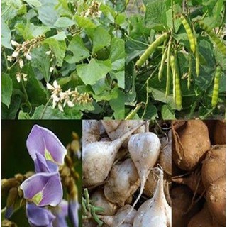Hạt giống Củ đậu