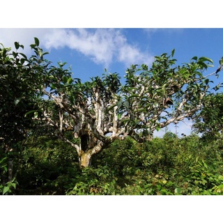 Chè San Tuyết Hoàng Su Phì - Hà Giang
