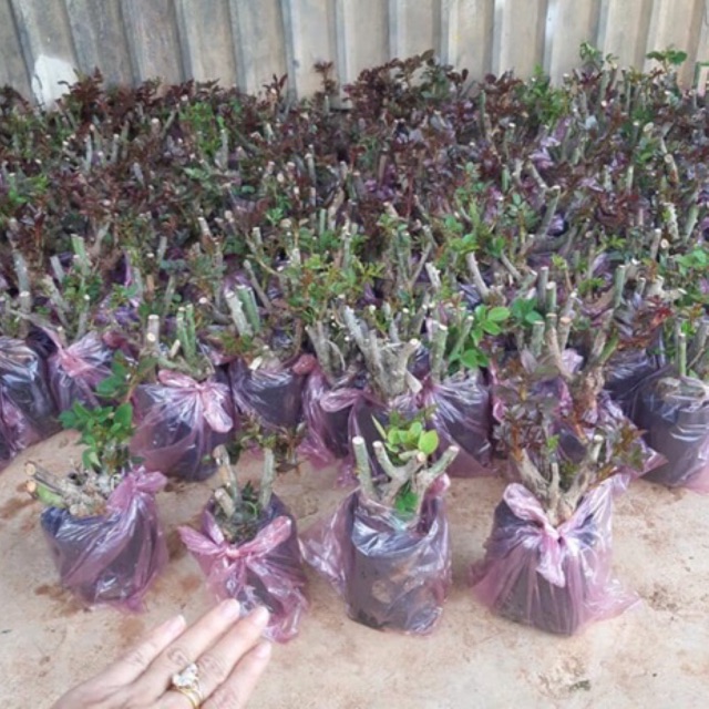 10 gốc hoa hồng đại đủ màu như video