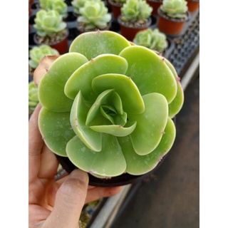 sen đá hoa hồng Pháp size trung