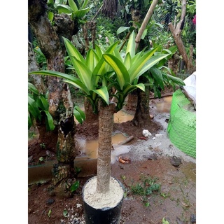 Khúc thiết mộc lan sọc vàng cao 20cm đã ươm trổ mầm (gửi cây như hình 2)