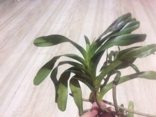 Quế Trắng tháng 8