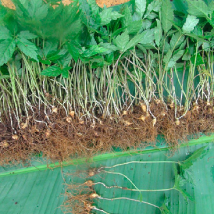 CÂY GIỐNG SÂM NGỌC LINH