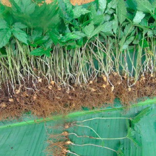CÂY GIỐNG SÂM NGỌC LINH