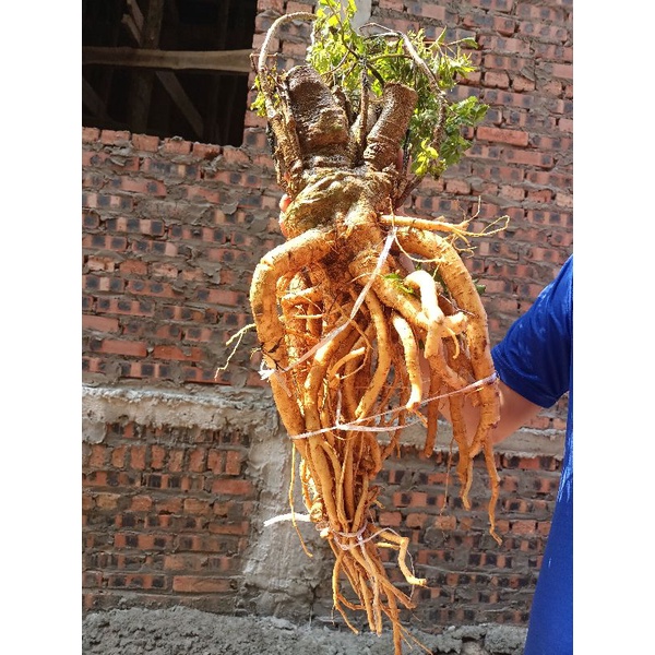 Củ đinh lăng nếp Bắc lá nhỏ