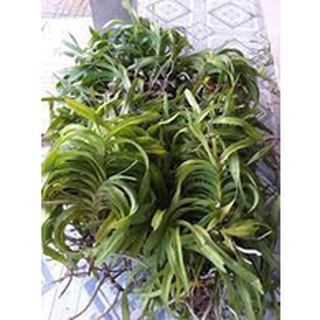 Lan rừng Mỹ dung dạ hương