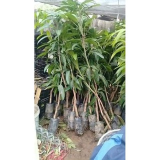 Sản phẩm cây giống xoài đỏ nhật bản