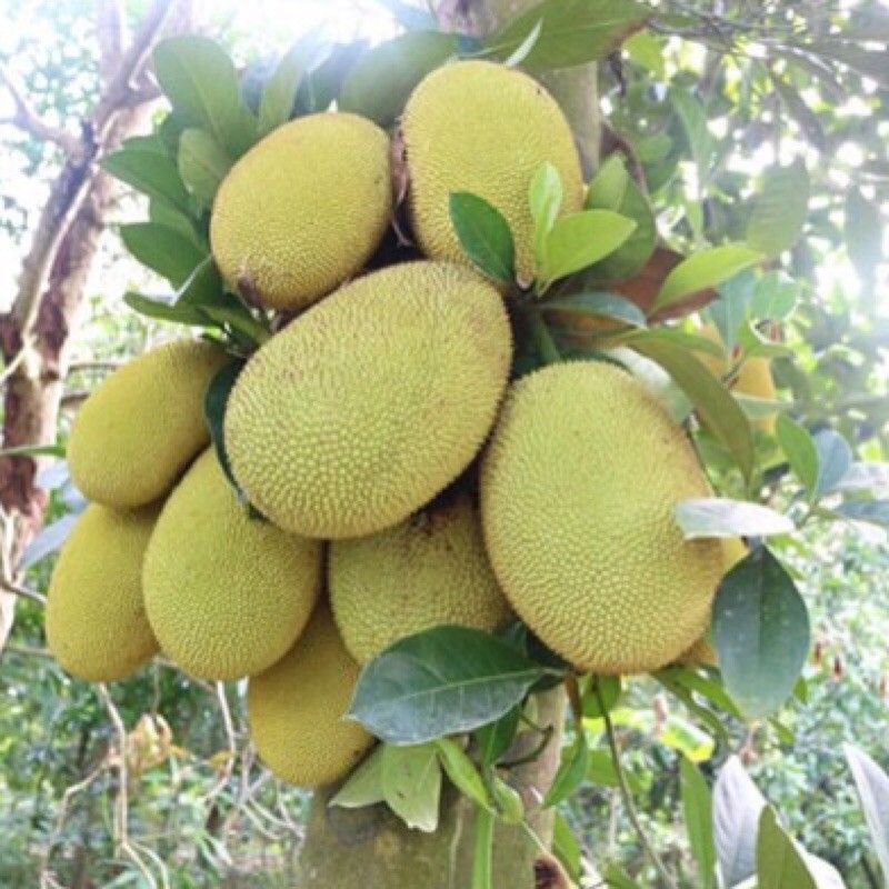 TRÁI MÍT NON.(khách sỉ inbox) nếu khách đặc không đc cứ inbox cho shop nhé