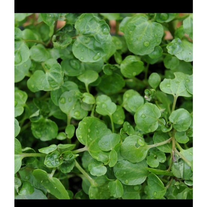 200_250H cải xoong / xà lách xoong f1