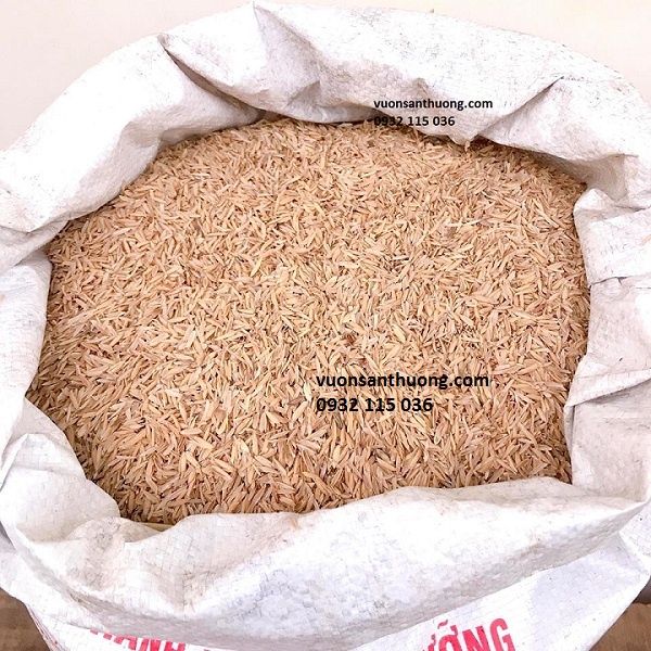 Trấu Tươi  Trộn Đất Thông Thoáng, Phát Triển Bộ Rễ Cây