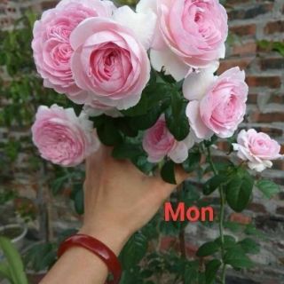 Combo 5 gốc Hoa hồng cổ sapa
