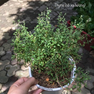 Cây Thyme - Cỏ Xạ Hương