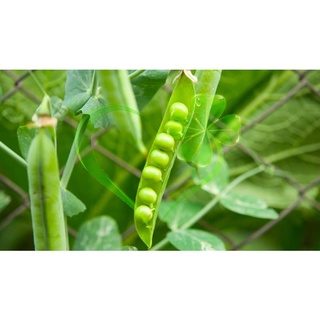 HẠT GIỐNG ĐẬU HÀ LAN - GÓI 20 GRAMMS626