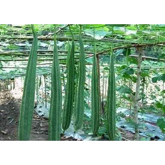 HẠT GIỐNG MƯỚP KHÍA THÁI LAN F1 - GÓI 10 HẠT