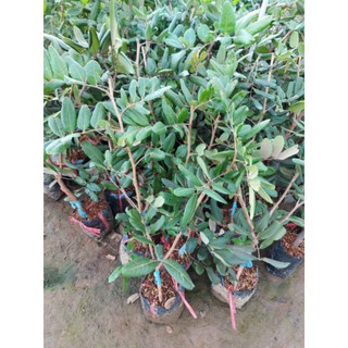 Cây giống nhãn xuồng cơm vàng trái to, ngọt- Cây ghép nhanh trái- Hoa kiểng THfarm- Cây chuẩn giống