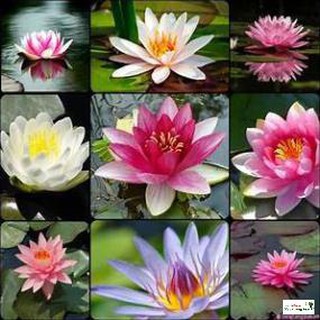 Gói 5 hạt giống hoa súng mini nhiều màu Luckyy.