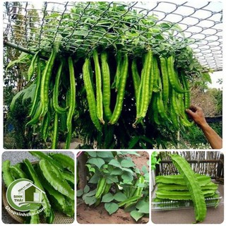 Hạt Giống Đậu Rồng ( Đậu Khế ) - Nảy Mầm Cực Chuẩn