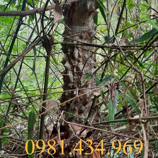 02kg ưng bất bạc khô tốt cho gan hàng loại 1 981