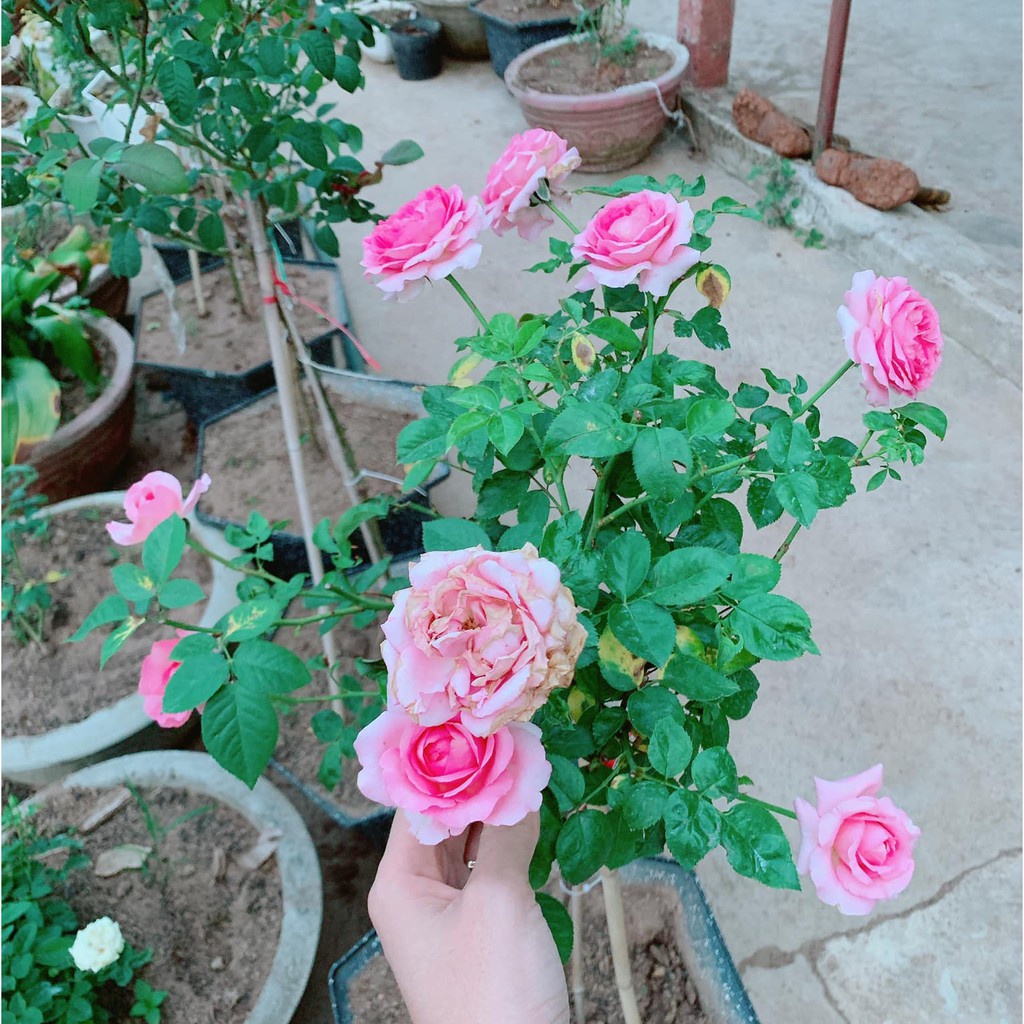 Hạt giống hồng thân gỗ F1 loại mix nhiều màu dễ trồng dễ chăm sóc kháng sâu bệnh [ Gói 50gram,100gram ,200gram]