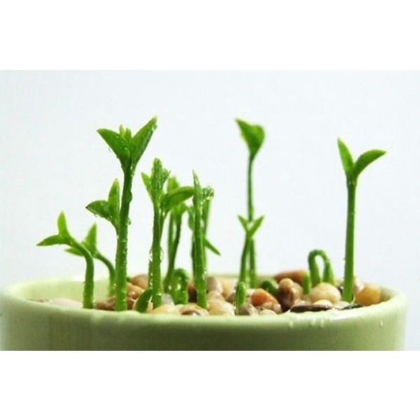 100 HẠT GIỐNG CHANH THƠM VIỆT NAM - 1 Gói