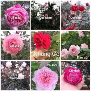 Cành chiết nguyên bản