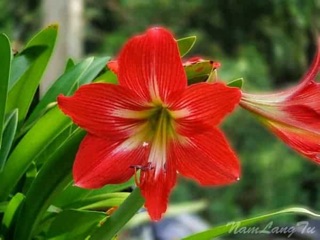 Củ Hoa huệ tây