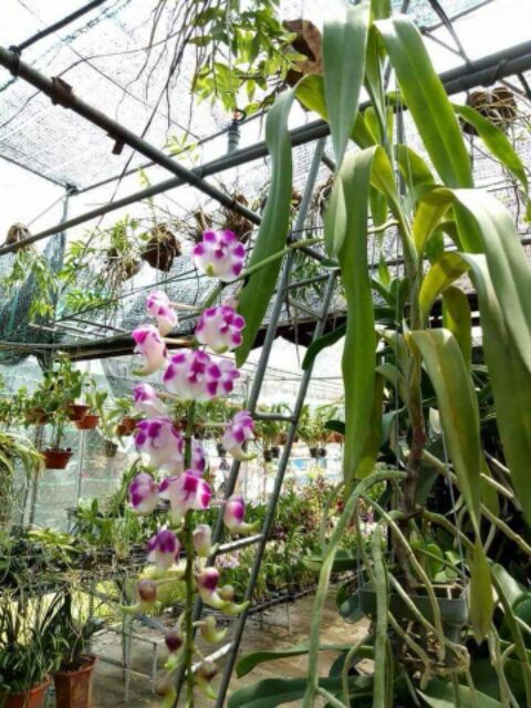 Cửu bảo tiên cây to