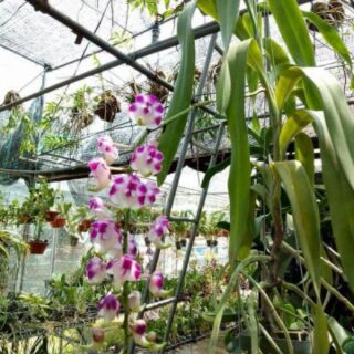 Cửu bảo tiên cây to