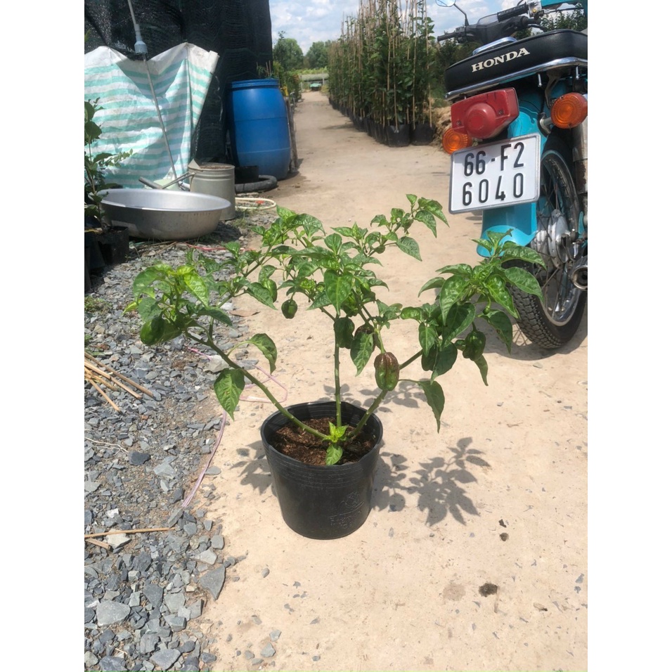 Cây đang sẵn trái - Ớt Habanero cho trái siêu cay