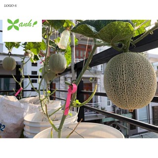 ⚡️hạt giống dưa lưới da xanh greenman⚡️năng xuất cao giống f1