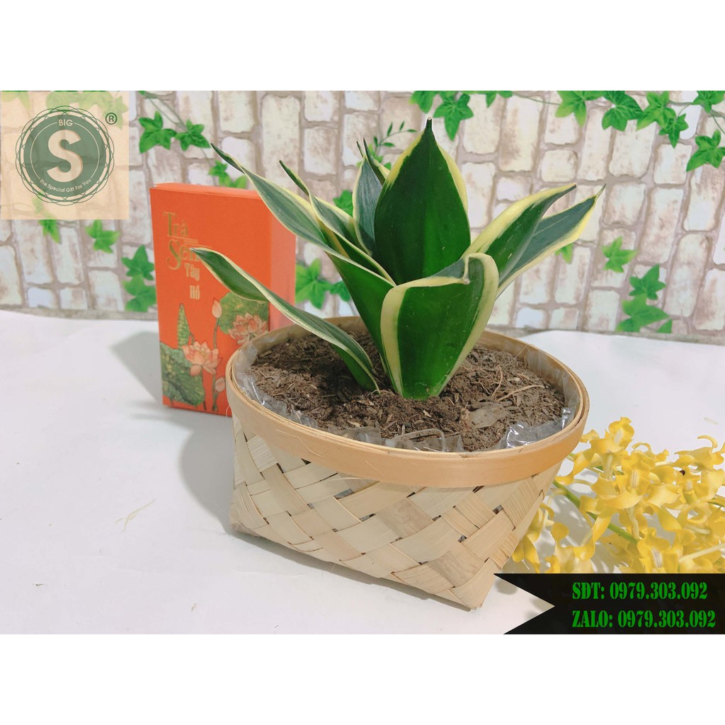 Rổ Mây Tre Đựng Đồ, Trồng Cây và Trang Trí