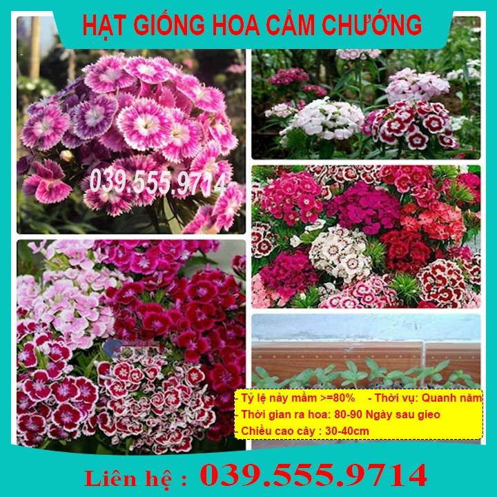 Hạt Giống Cẩm Chướng Đơn Mix -  Hoa trồng chậu tại nhà