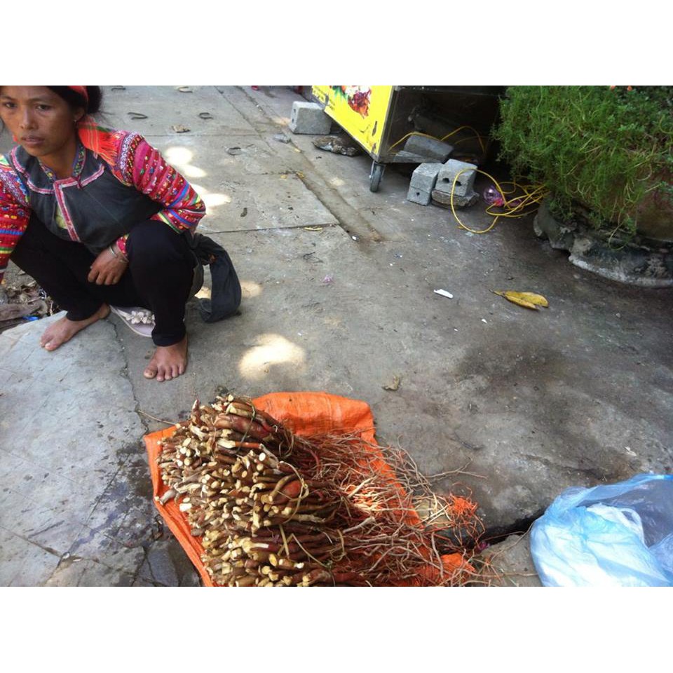 Sâm cau rừng 1kg