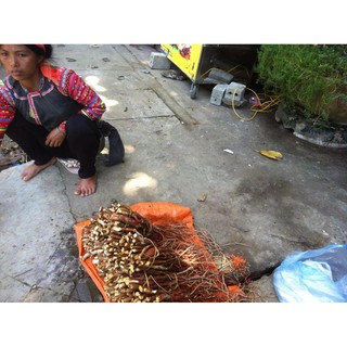 Sâm cau rừng 1kg